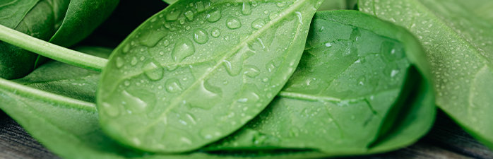 Spinach with water droplets